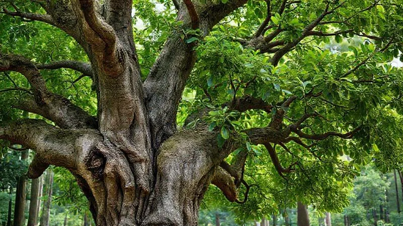 A photorealistic image depicting a lush, vibrant Strangler Fig tree slowly enveloping an old, decaying tree trunk, symbolizing the gradual replacement of legacy systems with modern components. Soft, natural light, sharp focus on the intertwining branches, depth of field blurring the distant forest, 8K hyper-detailed, shot on a high-end DSLR.